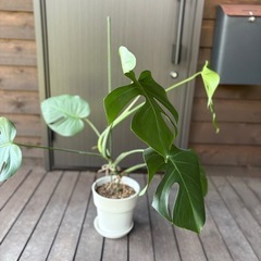 モンステラ 一鉢の画像