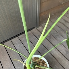 モンステラ 一鉢の画像
