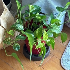観葉植物色々　の画像