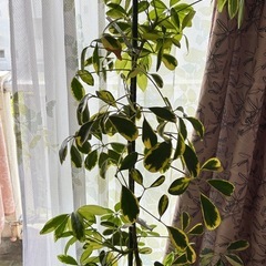 観葉植物色々　の画像