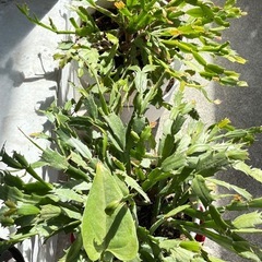 観葉植物色々　の画像