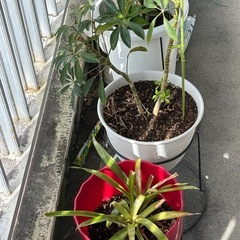 観葉植物色々　の画像