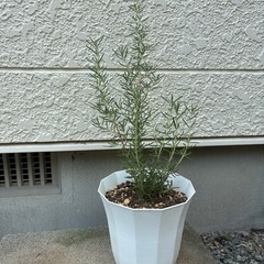 ハーブ🌿ローズマリー🌿ピンクの画像