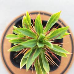 ユーフォルビア・ギラウミニアナ　実生の画像
