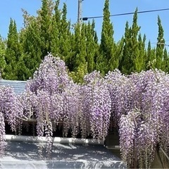 種から育てた藤の苗木　2の画像