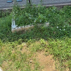 8/20-23 お庭の雑草むしり