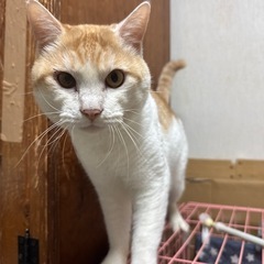 茶トラ白のモフモフの人懐っこいオスにゃんです。