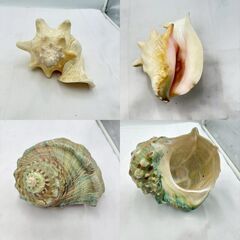 【❗️✨大きめサイズ✨❗️】天然 貝殻 5点セット 🐚 インテリア／工作／水槽飾り／沖縄の画像