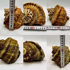 【❗️✨大きめサイズ✨❗️】天然 貝殻 5点セット 🐚 インテリア／工作／水槽飾り／沖縄の画像