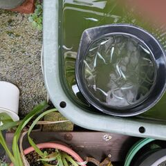 メダカをお譲りします。（お一人様30匹程度で100円）の画像