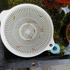 メダカをお譲りします。（お一人様30匹程度で100円）の画像