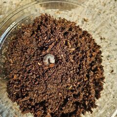 能勢YG血統オオクワガタの幼虫①４頭の画像