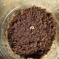 能勢YG血統オオクワガタの幼虫①４頭の画像