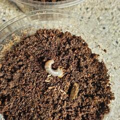 能勢YG血統オオクワガタの幼虫　４頭②の画像