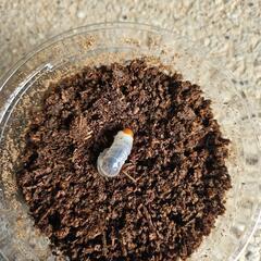 能勢YG血統オオクワガタの幼虫　４頭②の画像