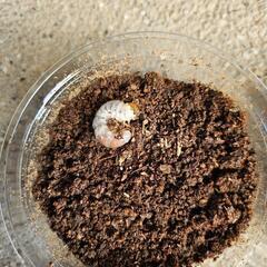 能勢YG血統オオクワガタの幼虫　４頭②の画像
