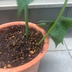 【植物・果樹】ブラックベリー　苗の画像