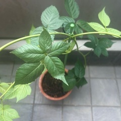 【植物・果樹】ブラックベリー　苗の画像