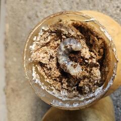 能勢YG血統オオクワガタの幼虫　２頭③の画像