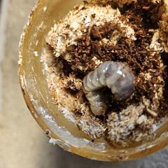 能勢YG血統オオクワガタの幼虫　２頭③の画像
