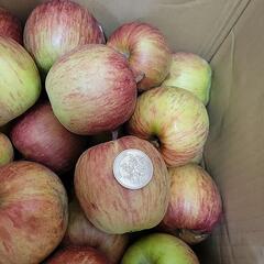 サン津軽　20kg　スモールサイズ　の画像