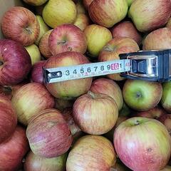 サン津軽　20kg　スモールサイズ　の画像