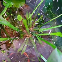 メダカ白15匹の画像