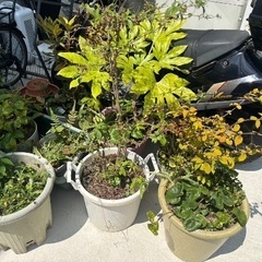植物🪴の画像