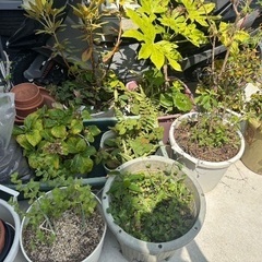 植物🪴の画像