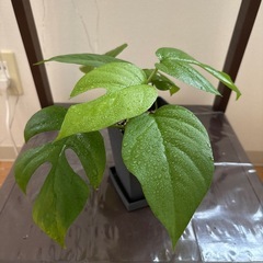 株分け！ヒメモンステラの画像