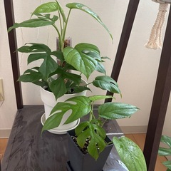 株分け！ヒメモンステラの画像