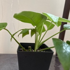 株分け！ヒメモンステラの画像