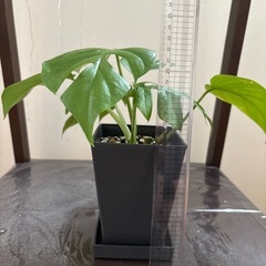 株分け！ヒメモンステラの画像