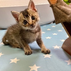 里親募集　子猫　２ヶ月