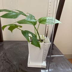 ヒメモンステラの画像