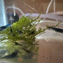 ブルーベルベットシュリンプの画像