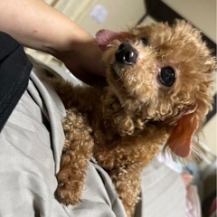 トイプードル、ポメラニアン里親募集　オス1メス1匹います。