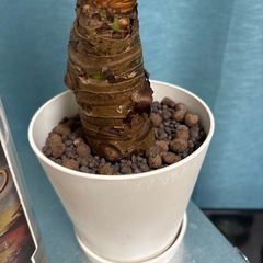 クワズイモ　65cm 鉢付き　観葉植物の画像