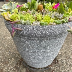 お話し中！多肉植物寄せ植えの画像