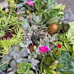 お話し中！多肉植物寄せ植えの画像