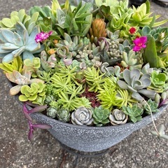 お話し中！多肉植物寄せ植えの画像