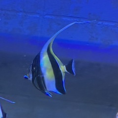 海水魚の画像