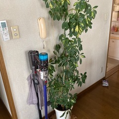 観葉植物　シェフレラの画像