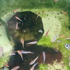 天界メダカ10匹
の画像