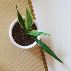 【大】サンスベリア(トラノオ)　観葉植物　空気をきれいにする効果のある植物さんの画像