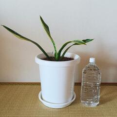 【大】サンスベリア(トラノオ)　観葉植物　空気をきれいにする効果のある植物さんの画像