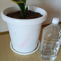 【大】サンスベリア(トラノオ)　観葉植物　空気をきれいにする効果のある植物さんの画像