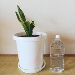 【大】サンスベリア(トラノオ)　観葉植物　空気をきれいにする効果のある植物さんの画像