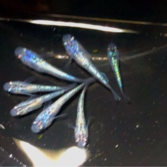 お話し中極上🌎サファイア.メダカ貴重.背鰭なし【若魚７匹 】の画像