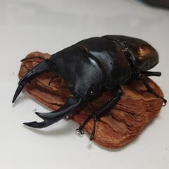 オオクワガタ能勢SR血統♂87.4mm ♀57.0mm＆55.5mmの画像